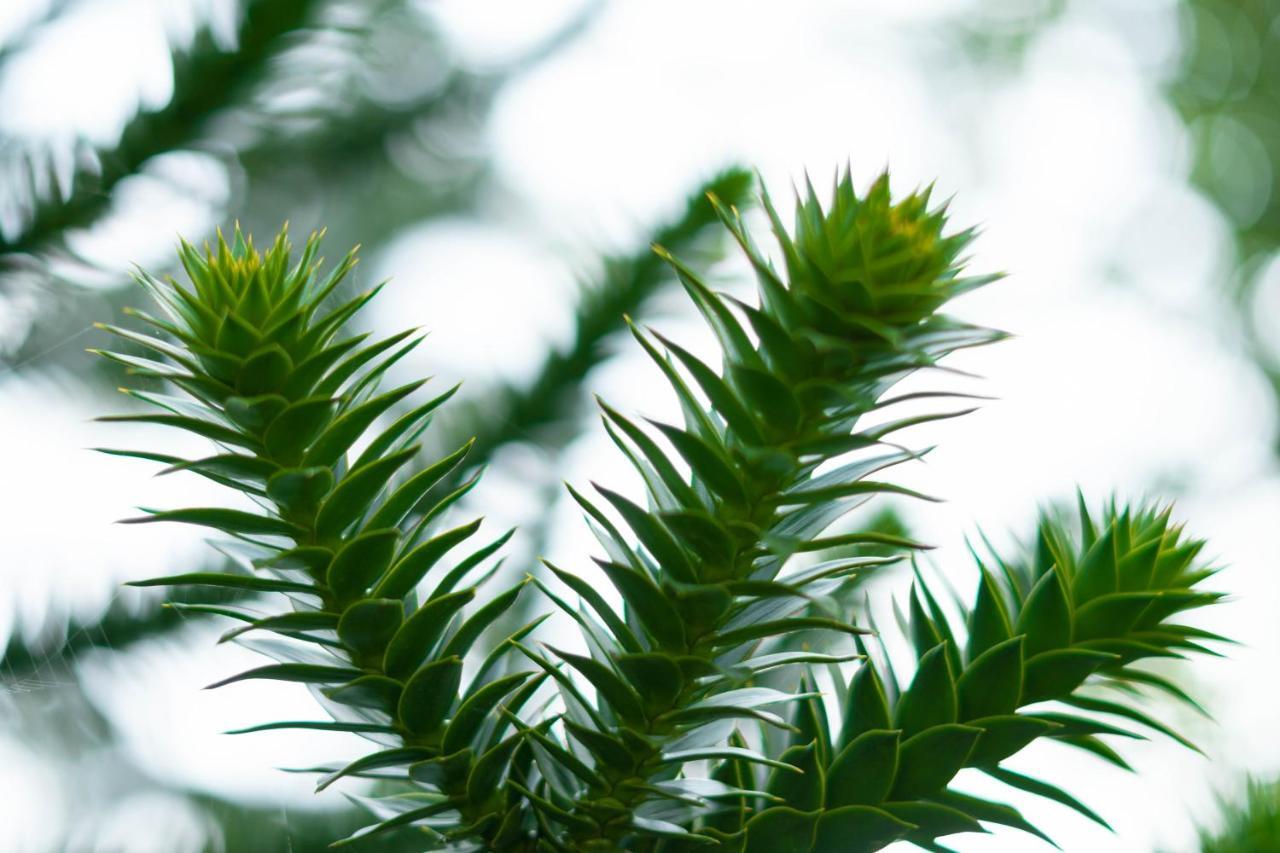 Le Gite Araucaria Le Tilleul Eksteriør billede